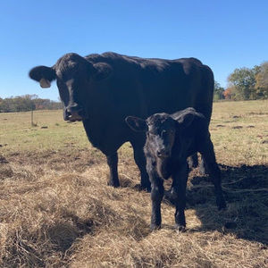 Meet your Posher, Kaleb